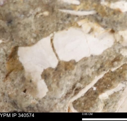 Ostrea glabra