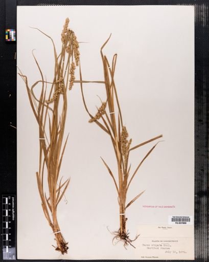 Carex stipata