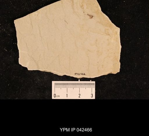 undet. Hexapoda