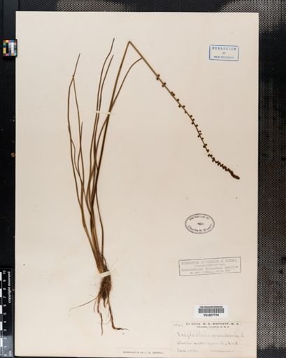 Triglochin maritima