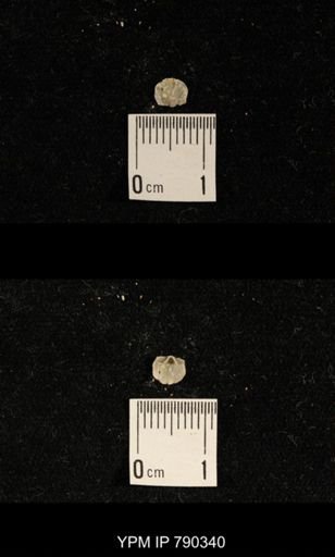 undet. Brachiopoda
