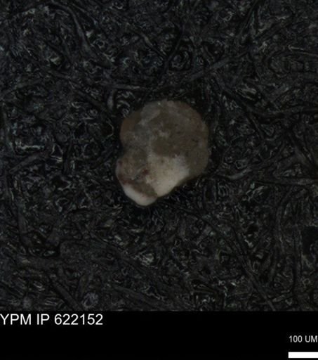 undet. Foraminiferida