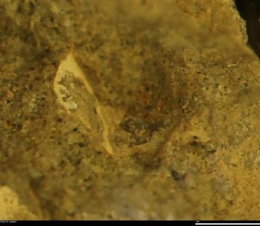undet. Mollusca