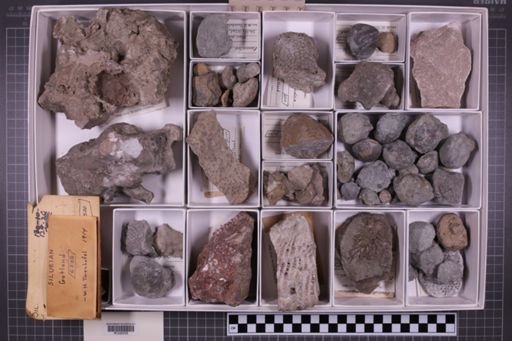 mixed taxa, stratigraphic collection