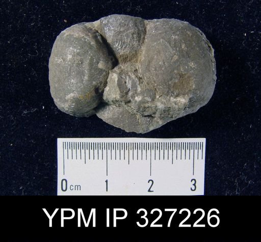 Productella lachrymosa
