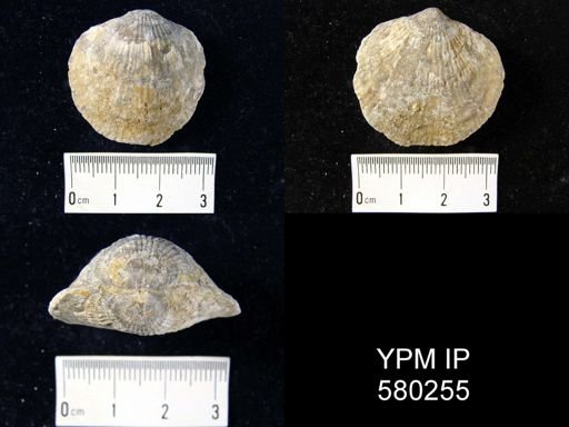 undet. Atrypida