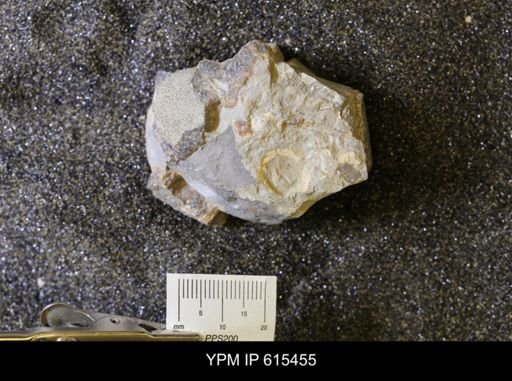Inoceramus sp.