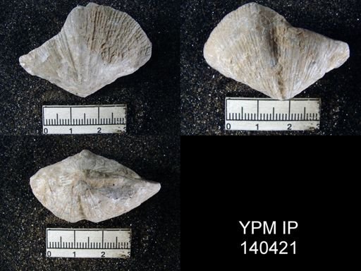Spirifer (Neospirifer) musakheylensis