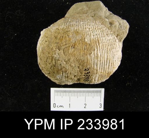 Dictyoclostus americanus