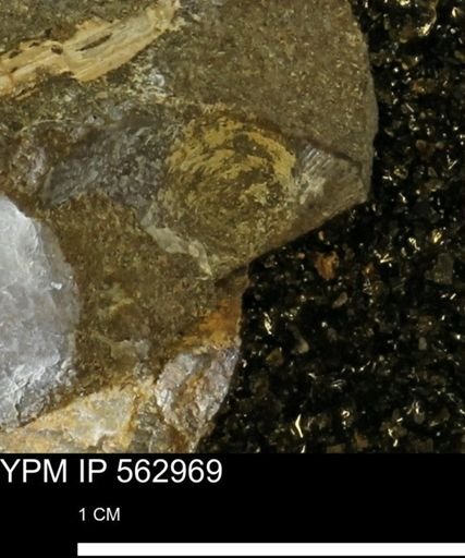 Oxytoma (Hypoxytoma) sp.