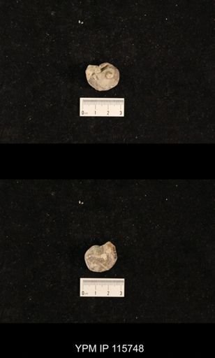 Bellerophon sp.