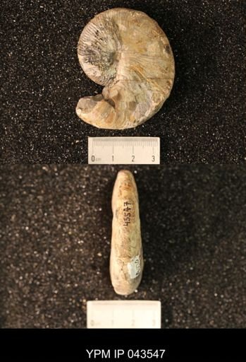 Hoploscaphites nicolletii