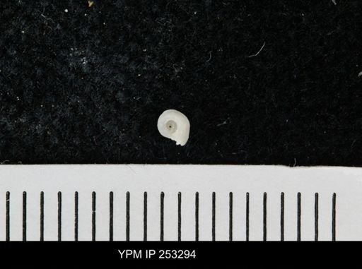undet. Mollusca