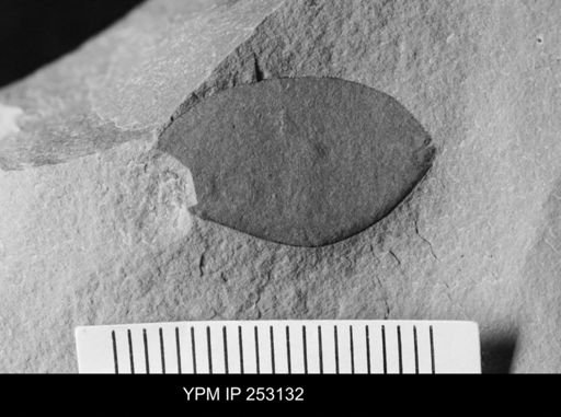 undet. Eurypterida