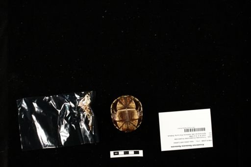 Kinosternon flavescens flavescens