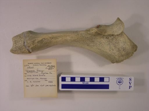 Teleoceras fossiger