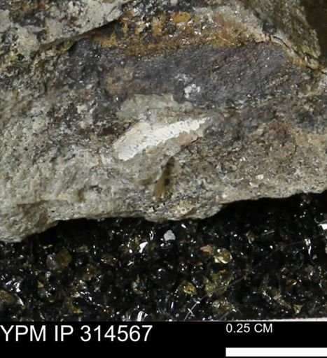 undet. Mollusca