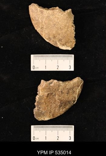 Placenticeras sp.