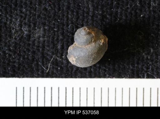 Viviparus montanaensis