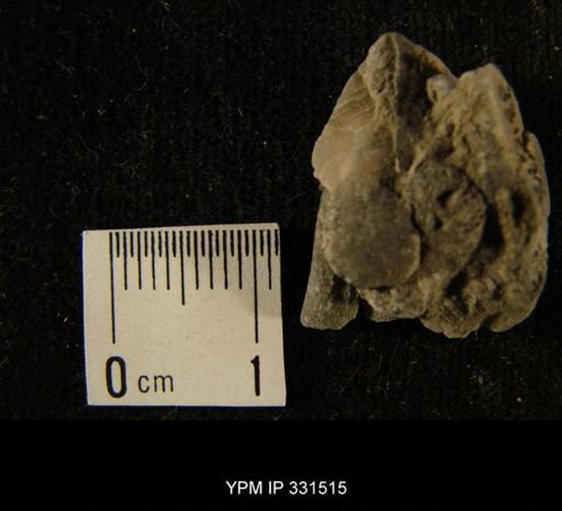 undet. Strophomenida
