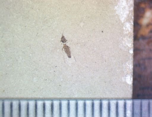Orthoptera?