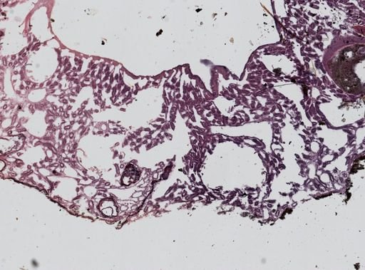 Aplysilla
