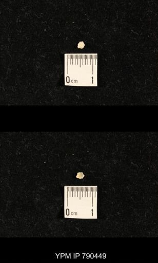 taxon undetermined