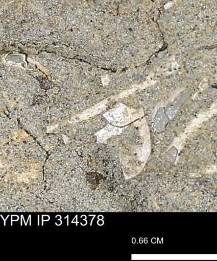 undet. Scaphopoda