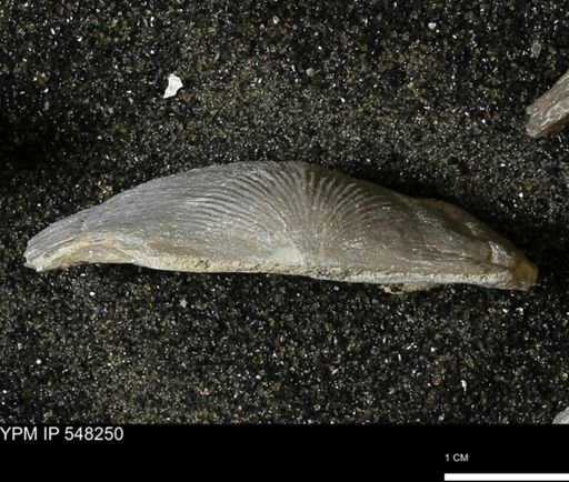 Stropheodonta callawayensis