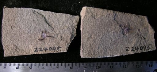 Stephanoura belgica