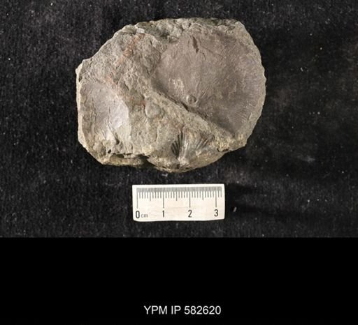 Strophomena miranda