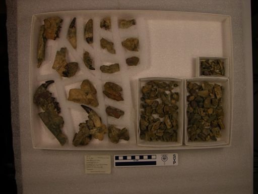 Palaeonictis occidentalis