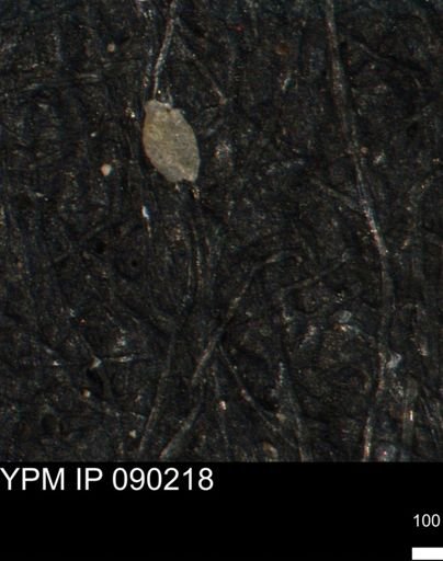 undet. Foraminiferida