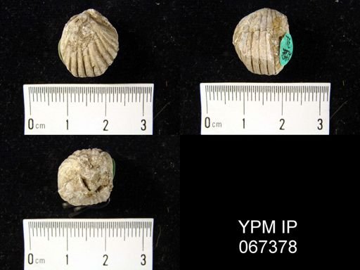 Uncinulus nucleolatus