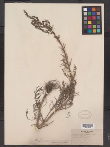 Suaeda linearis