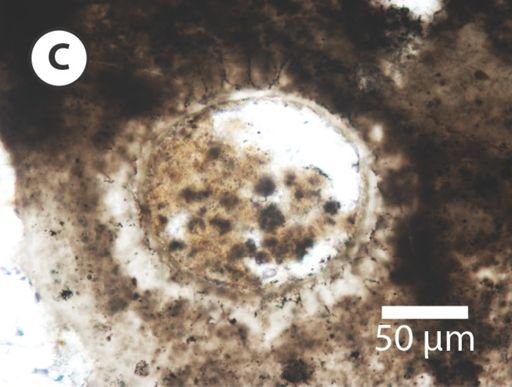 Variomargosphaeridium gracile