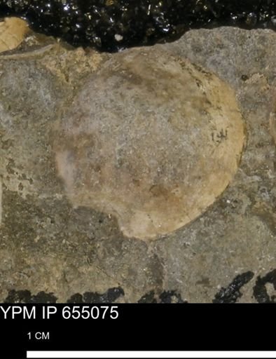 undet. Bivalvia