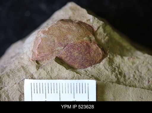 undet. Arthropoda