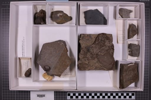 mixed taxa, stratigraphic collection