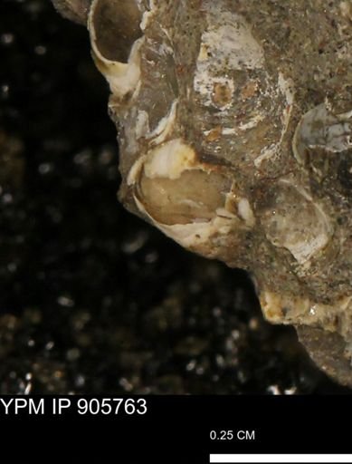 undet. Bivalvia