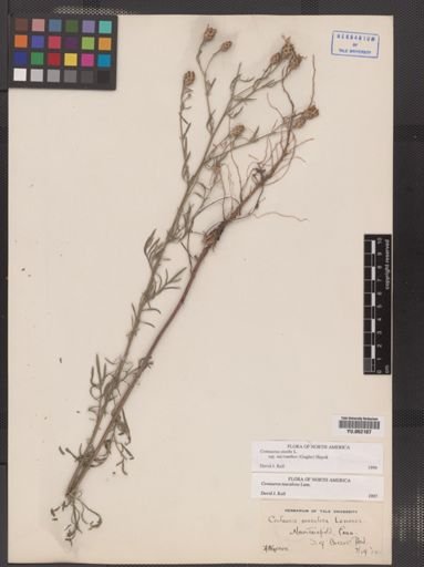 Centaurea nigrescens