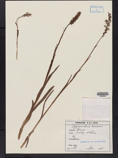 Gymnadenia