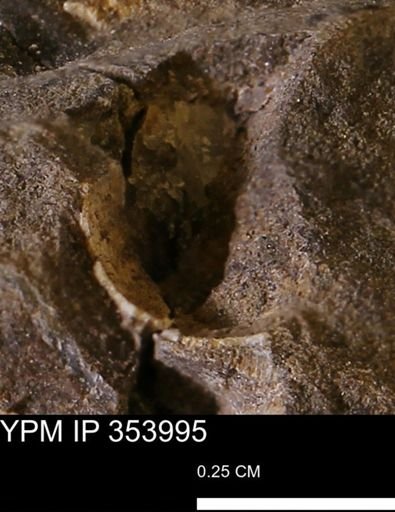 undet. Bivalvia