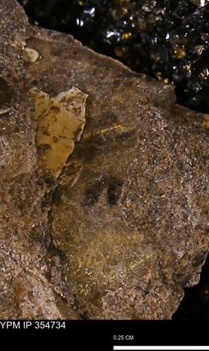 undet. Mollusca