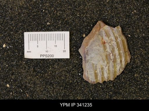 Scaphites sp.