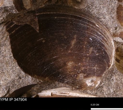 undet. Bivalvia