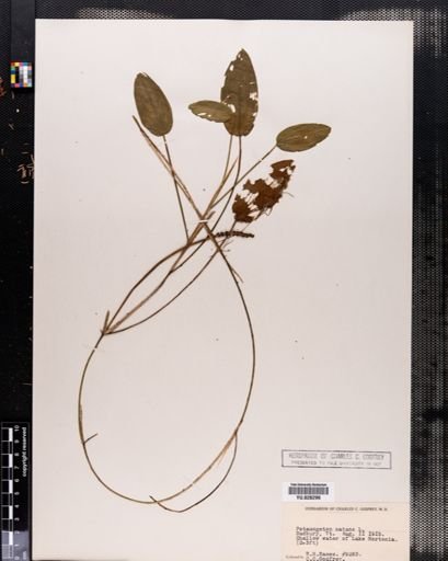 Potamogeton natans