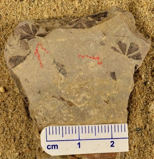 Sphenophyllum sp.