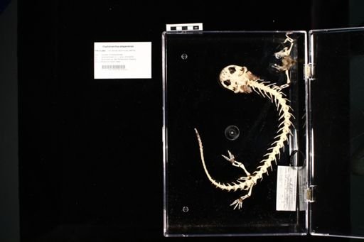 Cryptobranchus alleganiensis