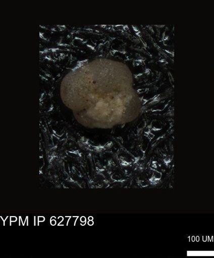 undet. Foraminiferida